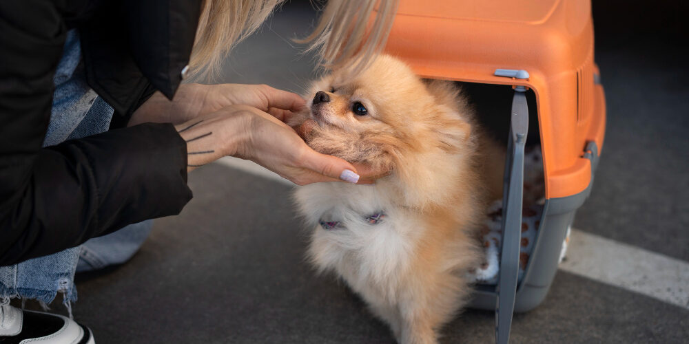 dona com seu pet preparando-se para viajar